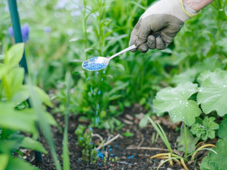 Statt Schneckenkorn BeetTrick schützt dein Gemüse vor Schnecken